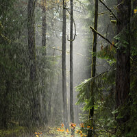 Звуки Воды Шум Леса Атмосферные Звуки Природы (Музыка Для Сна Малыша) 3 - Andrey Filippov & Звуки сна Окружающие Шумы