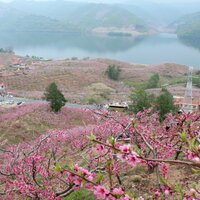 边疆的桃林美 - 小琢 & 吴加望