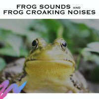 Frog Noise - White Noise Radiance & Ambient Forest & Frog Sounds