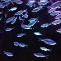 Credo - waterleftfrog