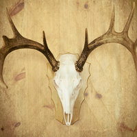 Lesken poika - Jussi Kuoma