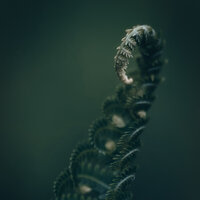 Feelings Inside - Satno