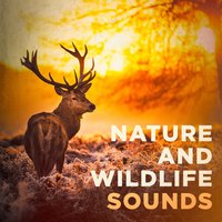 Canopy Sounds: Birds - Michael Hamilton