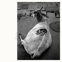 March Against Death - Leo Abrahams & Shahzad Ismaily