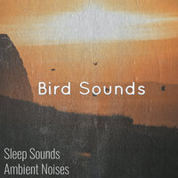 Bird Noise - Sleep Sounds Ambient Noises & Bird Songs & Nature And Bird Sounds