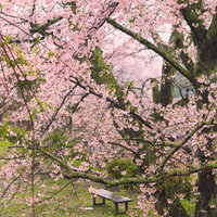 Rain Under Sakura Trees - Nurture of Nature