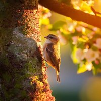Melodía Suave Para Una Velada Tranquila - Mejores Sonidos ASMR & Streaming en calma & Sonidos de la naturaleza báltica