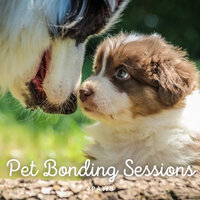 Relaxed Pets at Noon - Sounds Dogs Love & Dog Sleep Academy & Spa Music For Dogs