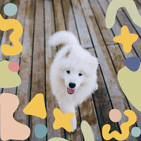 Sublime Ambiance for Calming Pups - Calm Dog Music