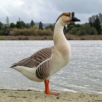 Yellow Roses - Goose