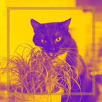 Extraordinary Cozy Kittens - Cat Relax