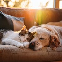 Movimientos Suaves De La Cola Del Perrito - Amante de seres serenos & Música de mascotas relajante & Música para dormir para mascotas