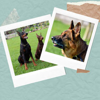 Cultured Music for Sleeping Dog - Dog Separation Anxiety Music