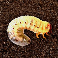 Vrouwen Willen - Royal & INF