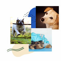 Cultured Doggy Walks - Jazz Music for Dogs