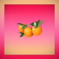 bittersweet - Amadeus