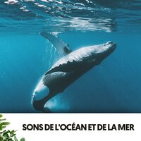 Reflektierender Wasserwalzer - Dog Relaxation & Ocean Sounds Plus & la mer de calme