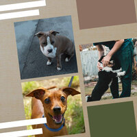 Memories (Morning Walks) - Dog Separation Anxiety Music