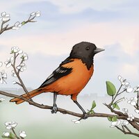 Baltimore Oriole - DJ Cutman & Bird Boy
