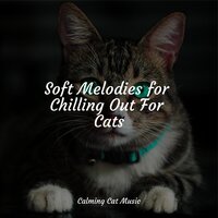 Planet in Flux - Music For Cats & Cat Music Experience & Cats Music Zone