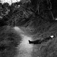 85TransAm - BONES & Greaf