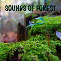 Forest Breeze with Bird Calls and Woodpeckers - Zen Meditation Garden & Nurture of Nature