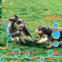 Lively Music for Well Trained Dogs - Dog Therapy Music