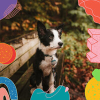 Excellent Doggy Daycares - Dog Separation Anxiety Music