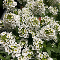 I entered your room - GGG & Shiloh Dynasty