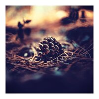 Forest Sounds - Music for Dog's Ears & Animal and Bird Songs & Dormir Bien