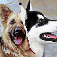 Nurturing (Dog Parks) - Jazz Music for Dogs