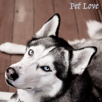 Vishwa - Music for Leaving Dogs Home Alone & Music for Calming Dogs & Sleepy Dogs