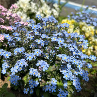 your love - GGG & Shiloh Dynasty