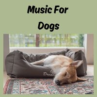 Music For Focus - Music for Dogs & Music for Dogs Peace & Relaxing Puppy Music & Calm Pets Music Academy