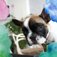 Smoky Ambience for Well Trained Dogs - Calm Dog Music