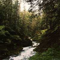 Forest River - Human Is Alive