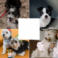 Simplistic (Doggy Meal Time) - Dog Separation Anxiety Music