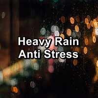 Calm Rain For a Peaceful Night in the Evening - NATURE & Soothing Nature Sounds & Nature Tribe