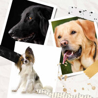 Tranquil (Comfy Dogs) - Dog Separation Anxiety Music