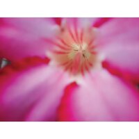 Kau Adalah Jantungku - gandi