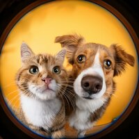 Vibraciones Apacibles De Lofi Con Un Toque Sereno Para Las Mascotas - Lloviendo para mascotas tranquilas & TIERRA LOFI & Música del domingo por la mañana