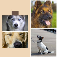 Relaxing Moods for Cutest Dogs - Dog Separation Anxiety Music