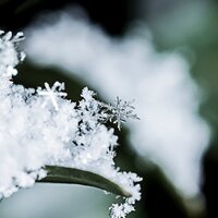 Cookies for Santa - Hymn Singers & Trad. Christmas Carol & The Merry Christmas Players