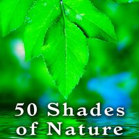 Deep Relaxing Forest Sounds - Meditation Spa Society