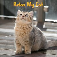 The Music Now Begins - Music For Cats & Cat Music & Calm Music for Cats