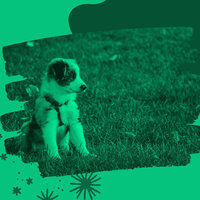 Energetic Ambience for Separation Anxiety - Cute Doggy Music