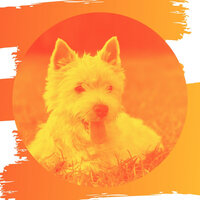 Inspiring Music for Well Behaved Dogs - Relaxing Dog Music Lounge