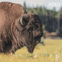 Man of Faith - Indigo