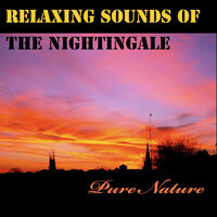 Nightingale, Crickets and Frogs - pure nature