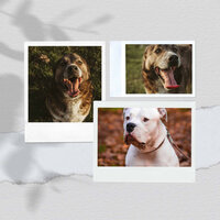 Spacious Sweet Dogs - Dog Separation Anxiety Music